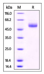 Mouse GITR, Fc Tag on SDS-PAGE under reducing (R) condition. The gel was stained overnight with Coomassie Blue. The purity of the protein is greater than 95%.